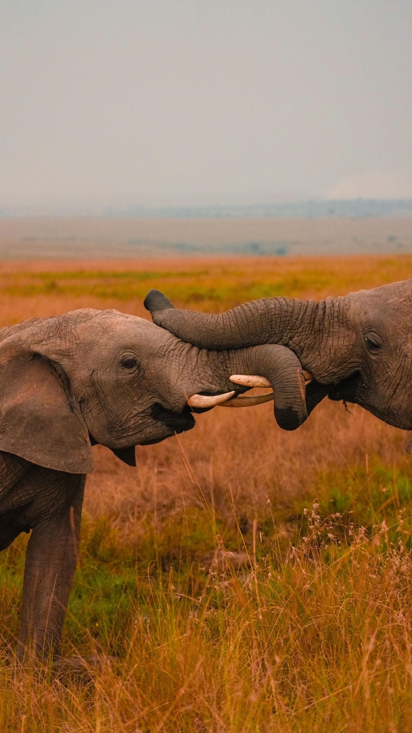 KENIA, TANZANIA & ZANZIBAR CON ALL INCLUSIVE - 9 DE MAYO 2027 - imagen 3