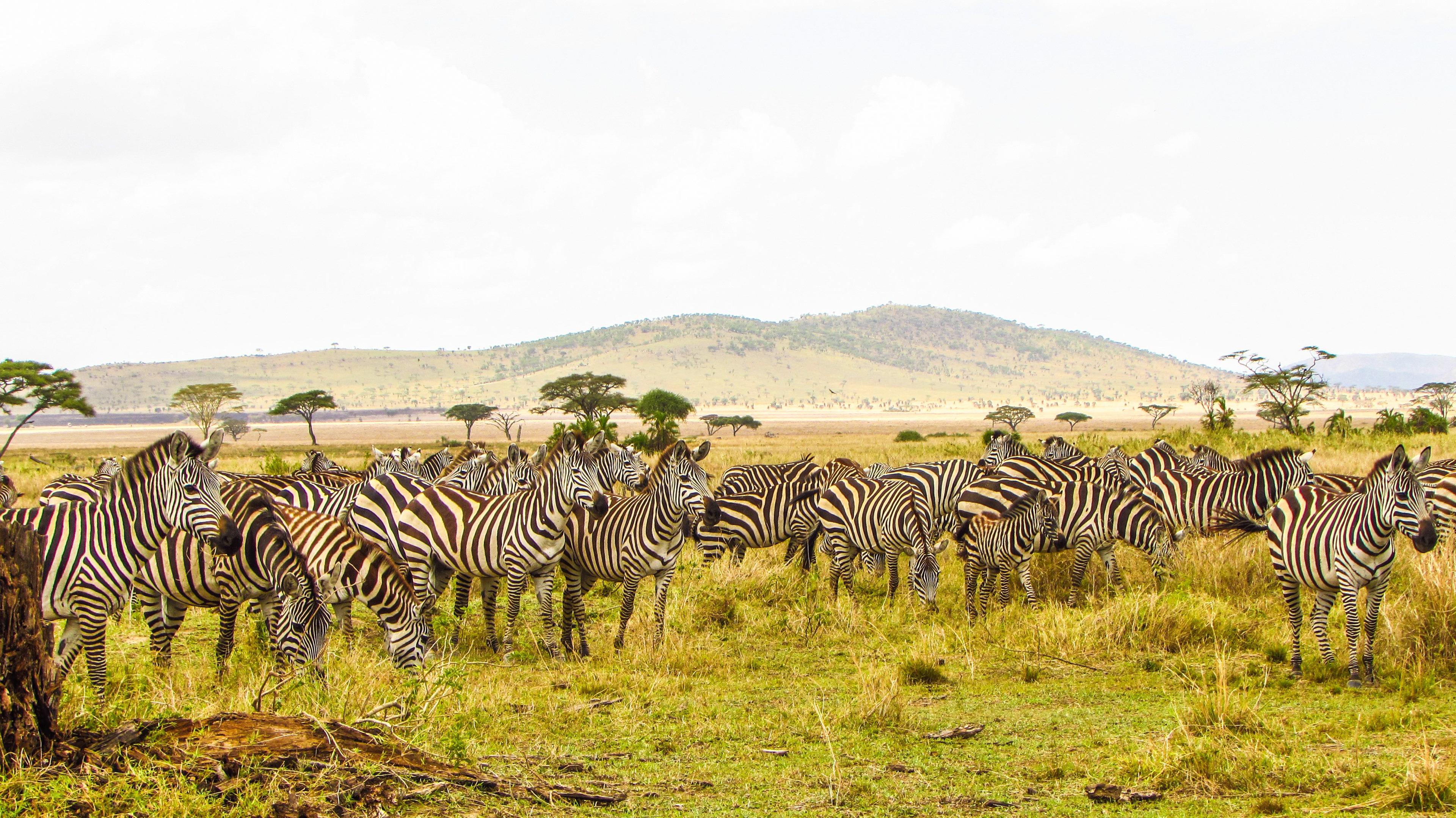 KENIA, TANZANIA & ZANZIBAR CON ALL INCLUSIVE - 9 DE MAYO 2027 - imagen 4