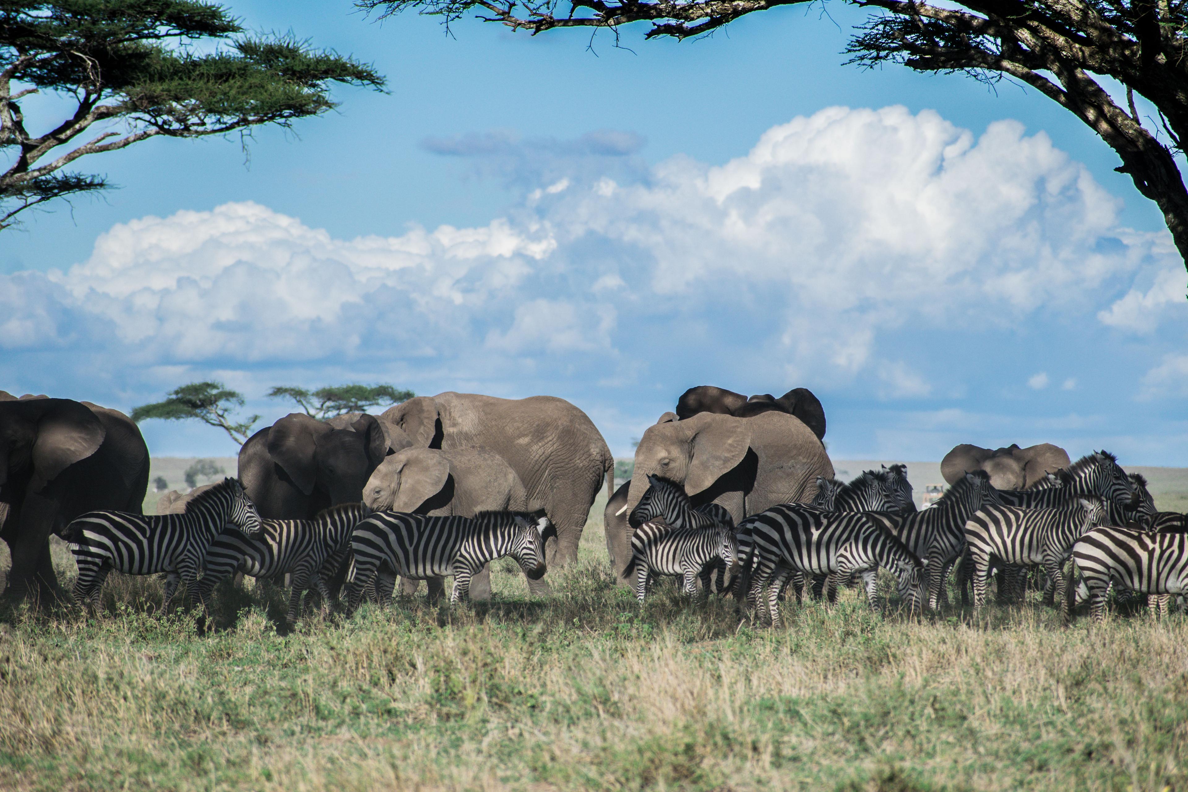 KENIA, TANZANIA & ZANZIBAR CON ALL INCLUSIVE - 9 DE MAYO 2027 - imagen 1